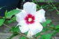 夏の花1