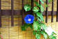 夏の花4