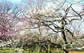 京都の春4