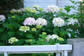 花のある町3