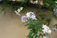 花のある町4