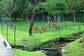 夏の奈良公園1