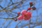 北野天満宮:1