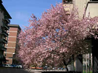 スーパー・CONAD前の桜