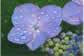 H01